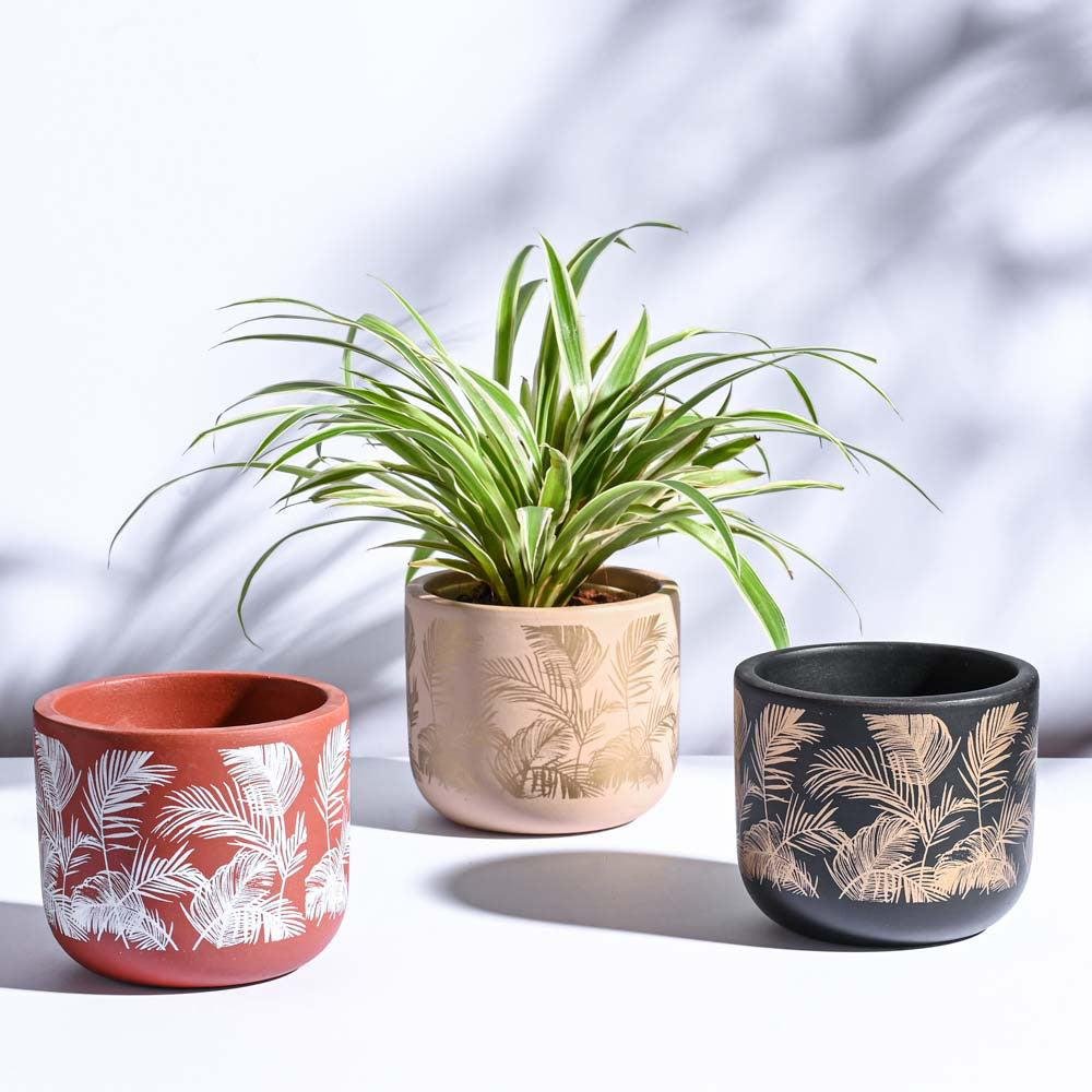 Pots & Planters