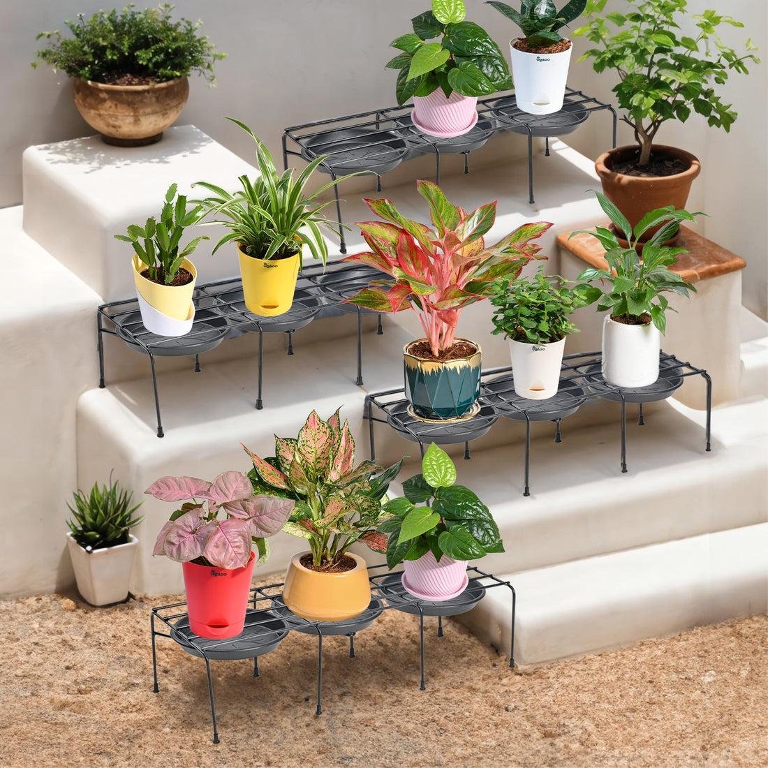 Plants