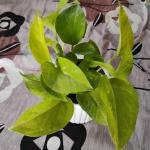 Golden money plant with white ceramic pot