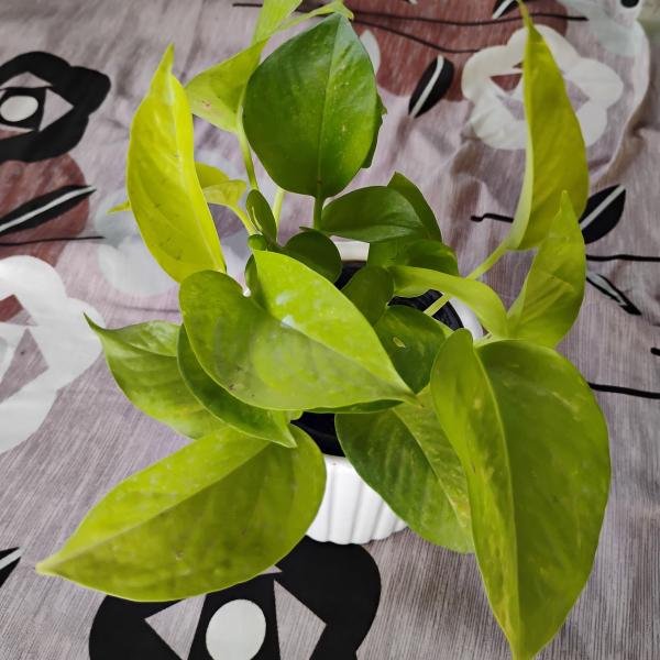 Golden money plant with white ceramic pot