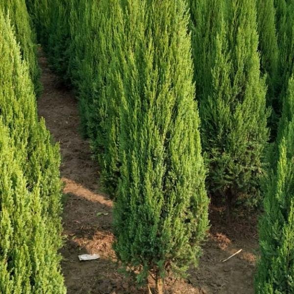 Junipers