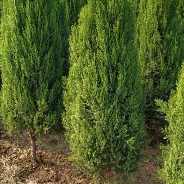 Junipers