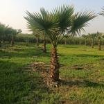 Washingtonia palm