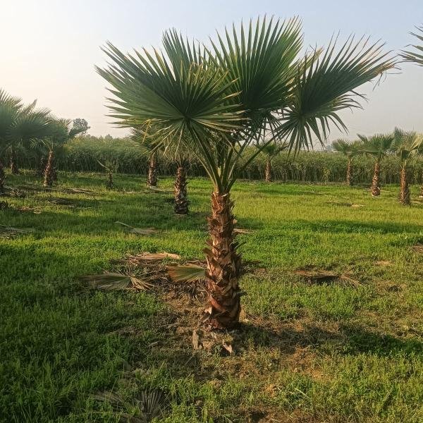 Washingtonia palm