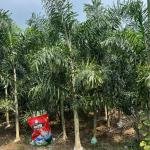 Foxtail palm