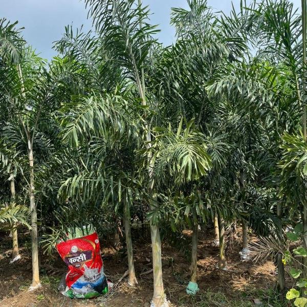 Foxtail palm