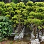 Golden bottle brush tapori