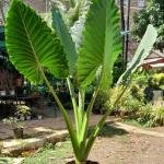 Alocasia