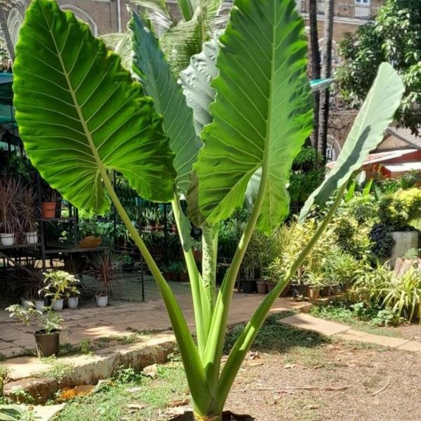 Alocasia