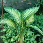 Diffenbachia