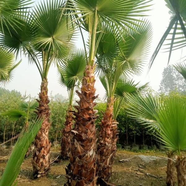 Washingtonia big size