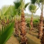 Washingtonia big size