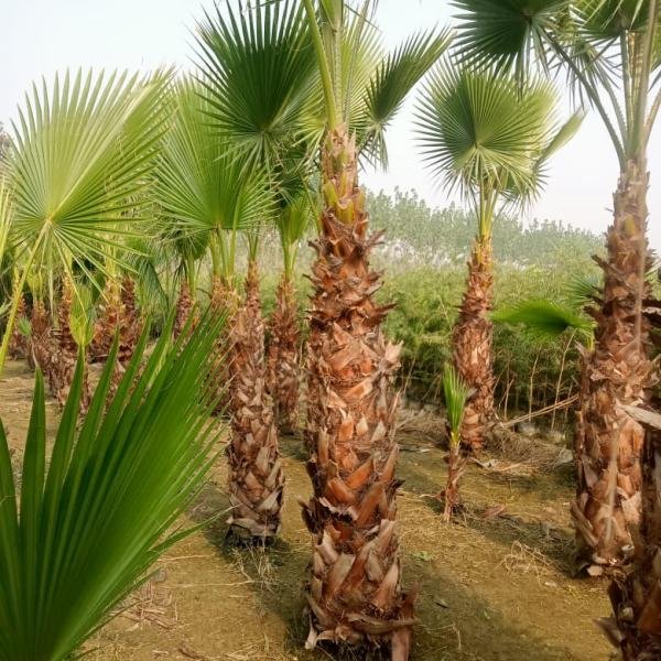 Washingtonia big size