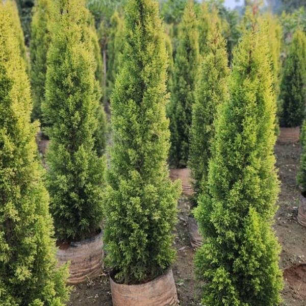 Golden Cypress