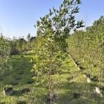 Conocarpus