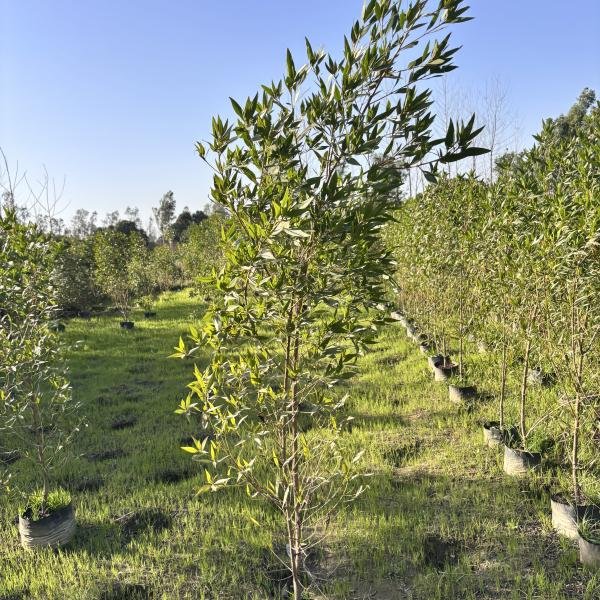 Conocarpus