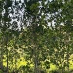 Conocarpus