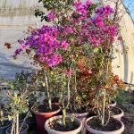 Bougainvillea