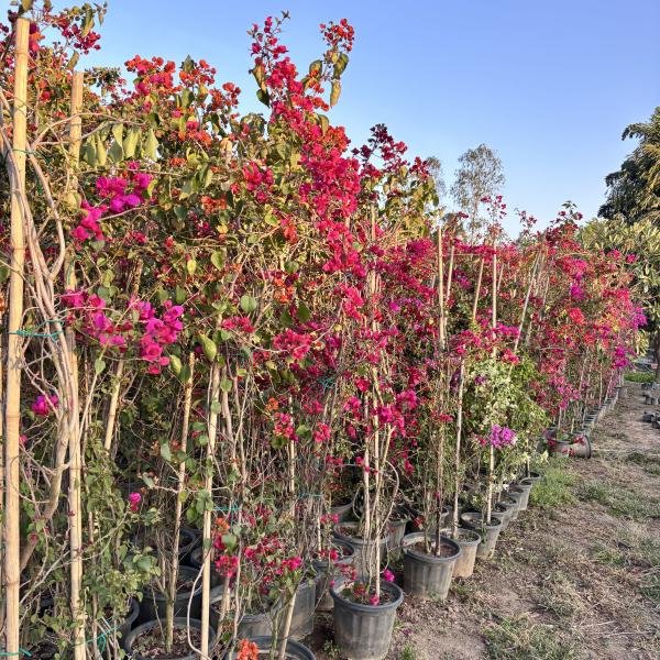 Bougainvillea