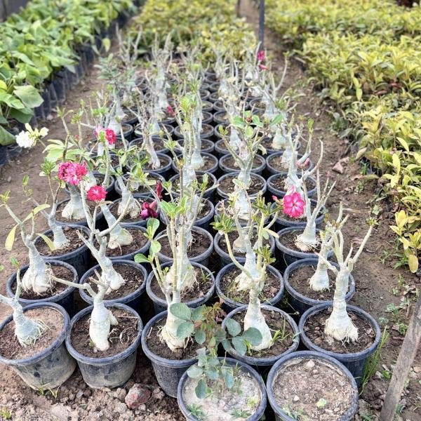 Adenium obesum