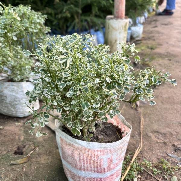 Variegated Aralia