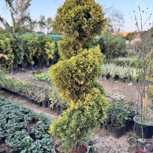 Monterey cypress