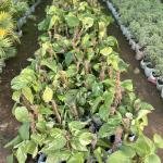 Golden Pothos