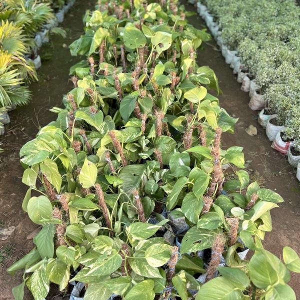 Golden Pothos
