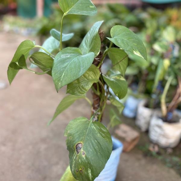 Golden Pothos