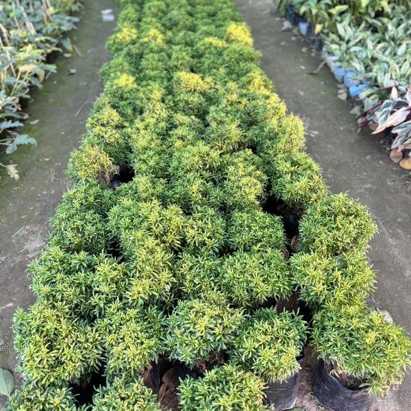 Golden Aralia