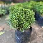 Golden Aralia