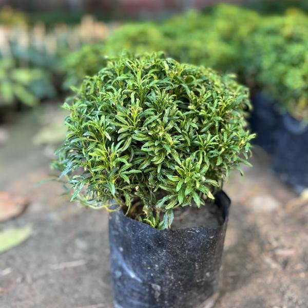 Golden Aralia