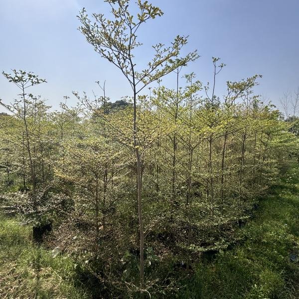 Terminalia