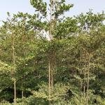 Terminalia
