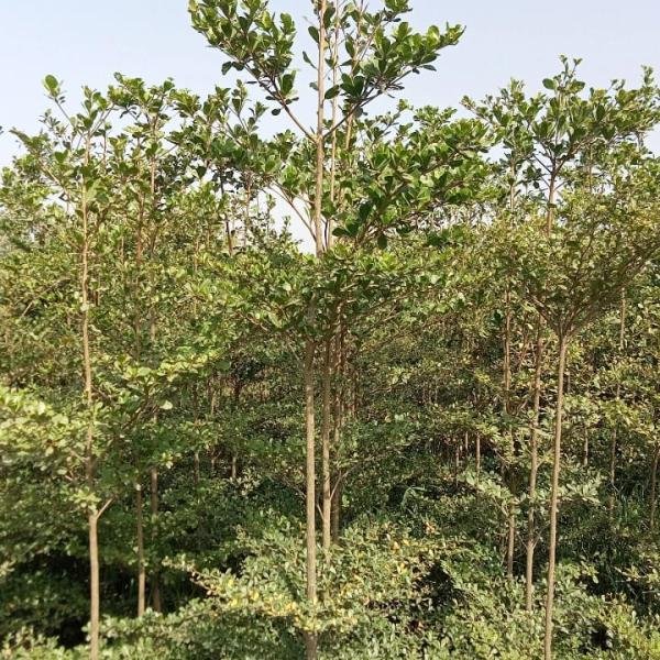 Terminalia