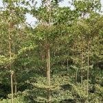 Terminalia