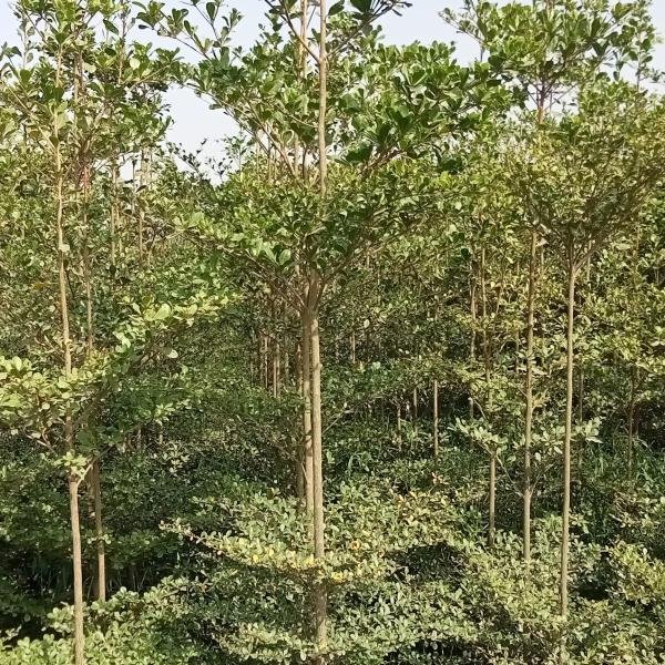 Terminalia