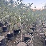 Sapodilla/Chiku