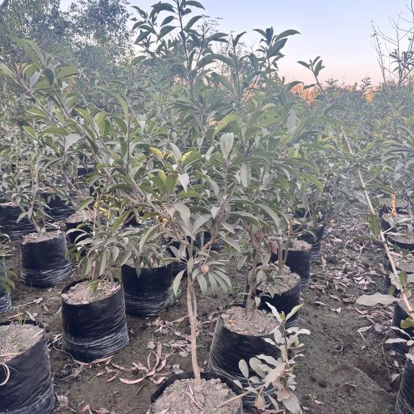 Sapodilla/Chiku