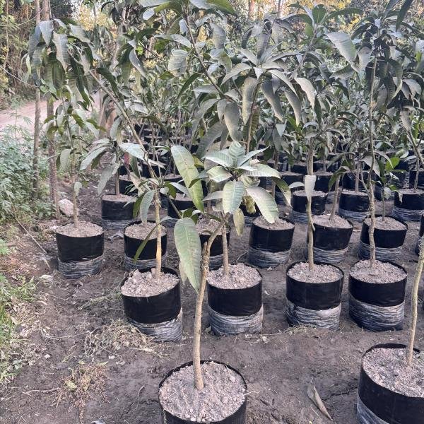 Mango