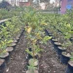 guava