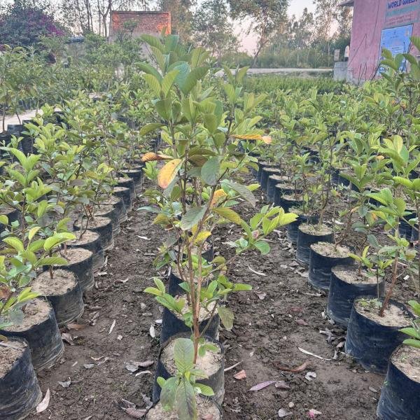 guava