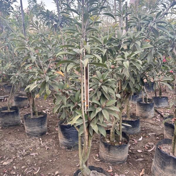 Sapodilla/Chiku