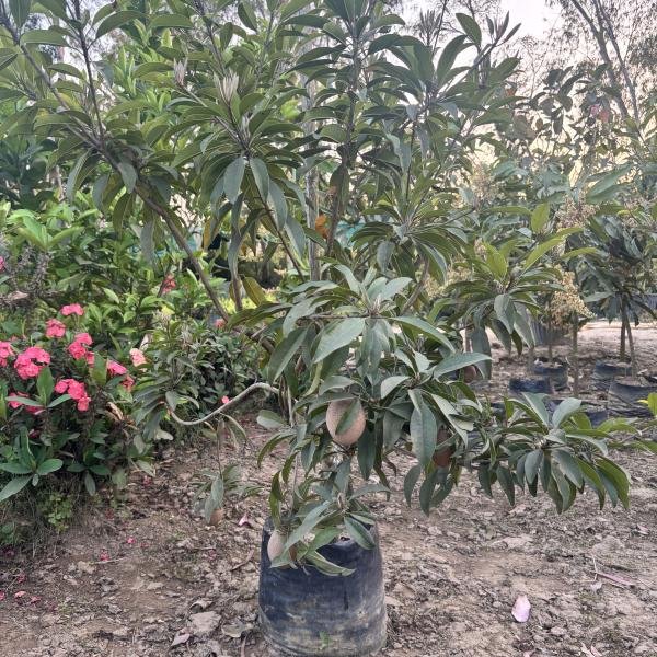 Sapodilla/Chiku
