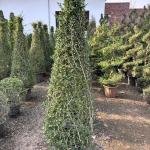 Malpighia cones