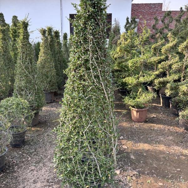 Malpighia cones