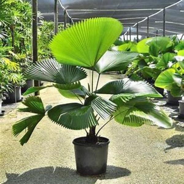 Licuala Gardnis (palas palm)