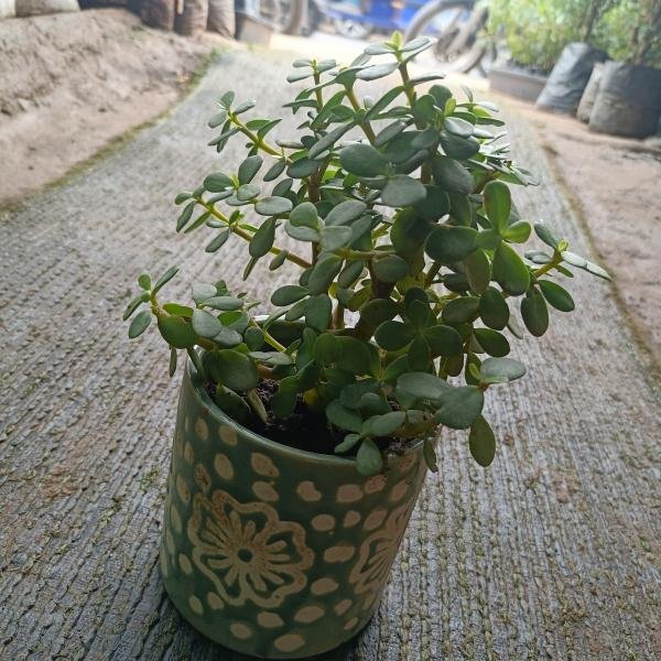 Zet plant with pot