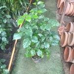 Red machira