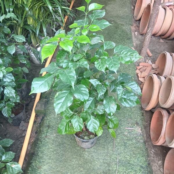 Red machira